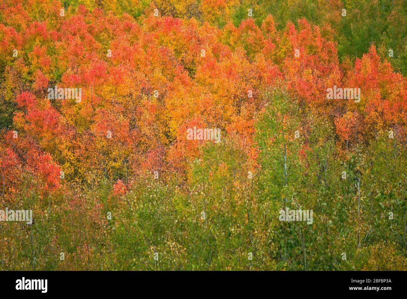 Arbres à trembles en automne dans le canyon Bishop Creek de Californie et dans la forêt nationale d'Inyo. Banque D'Images