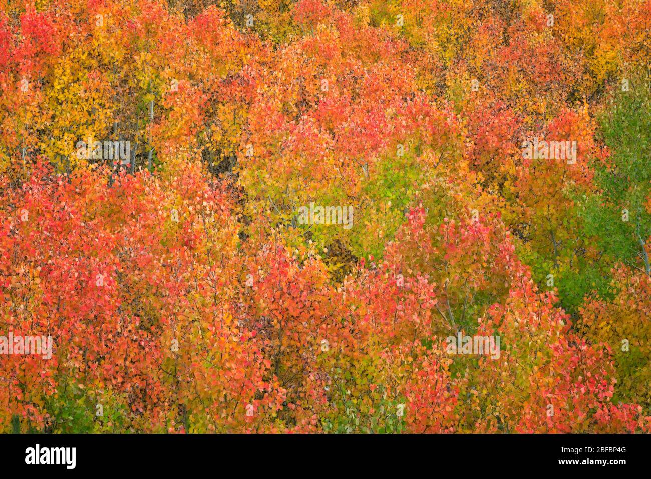 Arbres à trembles en automne dans le canyon Bishop Creek de Californie et dans la forêt nationale d'Inyo. Banque D'Images