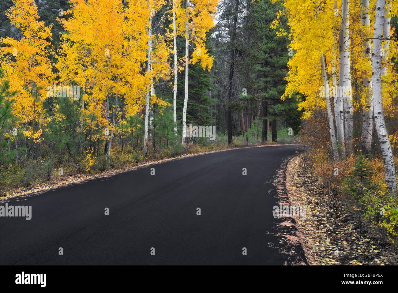 Des arbres à trembles qui changent l'automne bordent la route vers le Ranch Black Butte du centre de l'Oregon. Banque D'Images