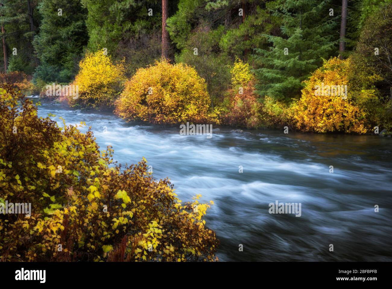 La rivière Wild & Scenic Metolius se déverse dans des couleurs éclatantes de l'automne près de Camp Sherman dans le comté de Jefferson, dans le centre de l'Oregon. Banque D'Images