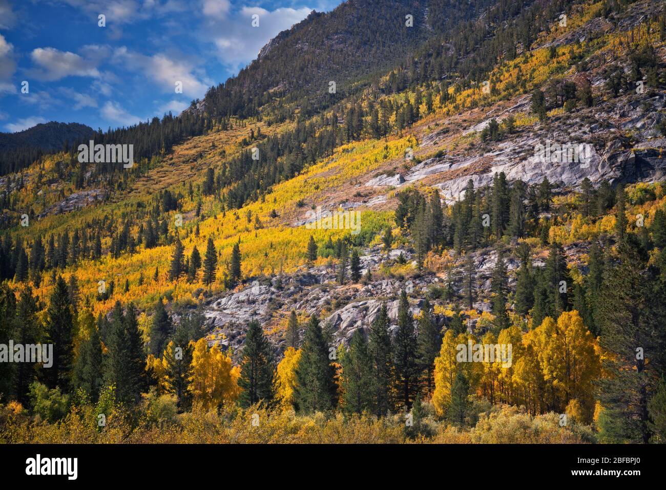 Arbres à trembles en automne sur les pentes de Bishop Creek Canyon dans la Sierras orientale de Californie et la forêt nationale d'Inyo. Banque D'Images