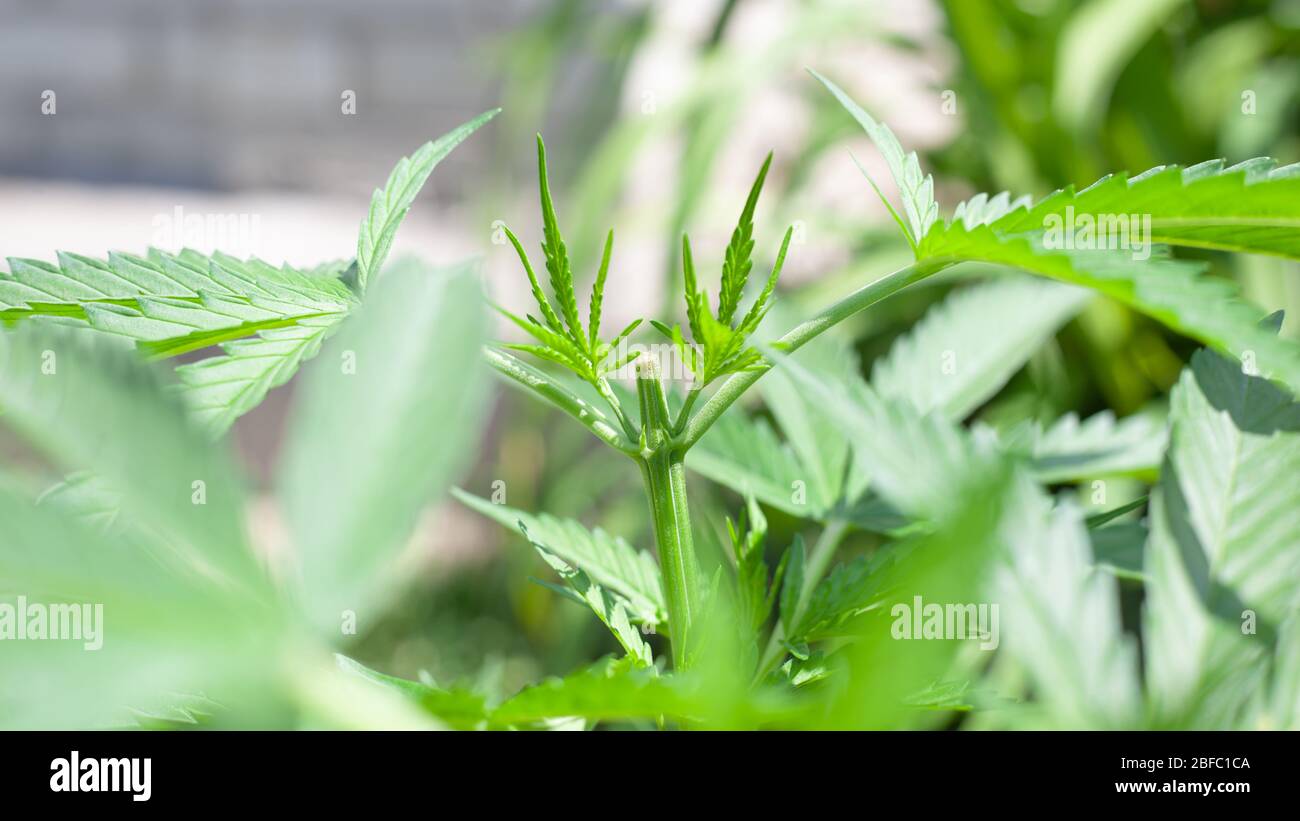 élagage d'une brousse de marijuana. soin de la plante de cannabis près. Banque D'Images