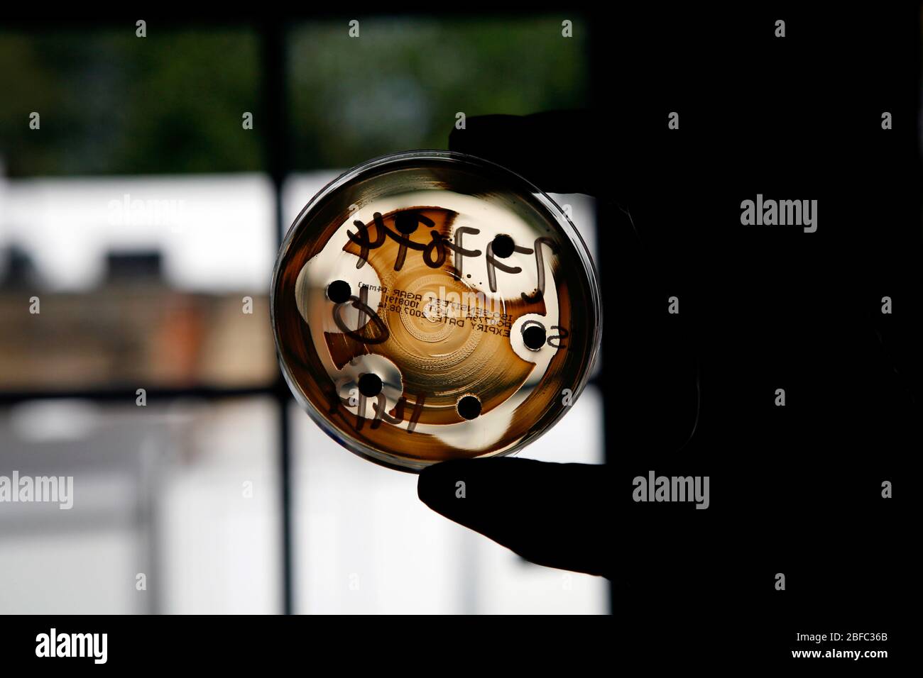 Silhouette de la main d'un technicien de laboratoire tenant une boîte de Petri remplie de bactéries. Banque D'Images