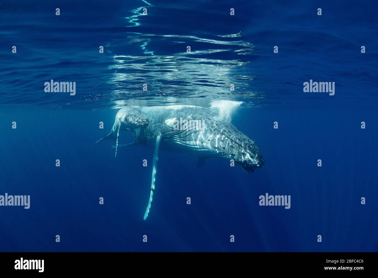 Mère de baleine à bosse et petit veau, Megaptera novaeangliae, reposant juste sous la surface, près de l'île Nomuka, groupe Ha'apai, Royaume des Tonga Banque D'Images