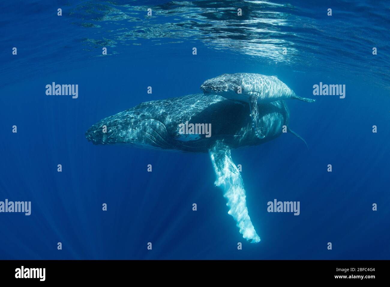Mère de baleine à bosse avec petit veau pâle, Megaptera novaeangliae, près de l'île Nomuka, groupe Ha'apai, Royaume des Tonga, Pacifique Sud Banque D'Images