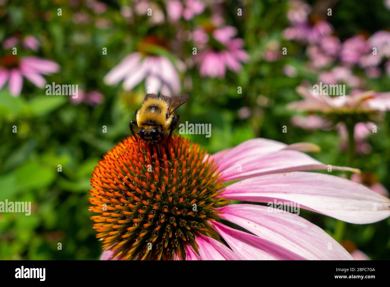 Jardin floral avec une étroite abeille noire jaune qui prend du pollen sur une fleur de coneflower rose Banque D'Images