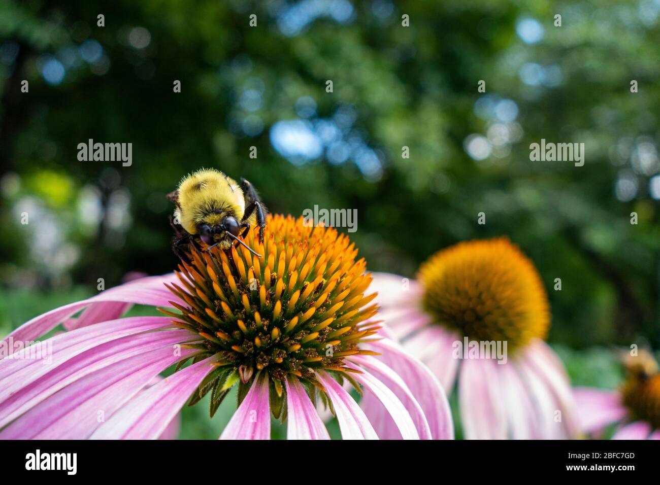 Jardin floral avec une étroite abeille noire jaune qui prend du pollen sur une fleur de coneflower rose Banque D'Images