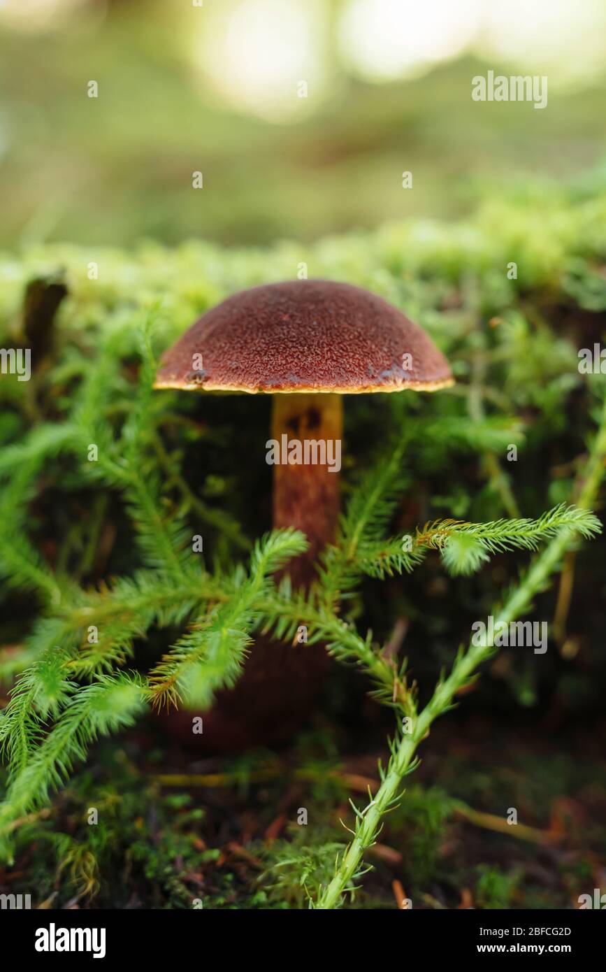 Une photo de gros plan du champignon comestible, admirable boléte (Aureoboletus mirabilis), à Squamish, C.-B., Canada Banque D'Images