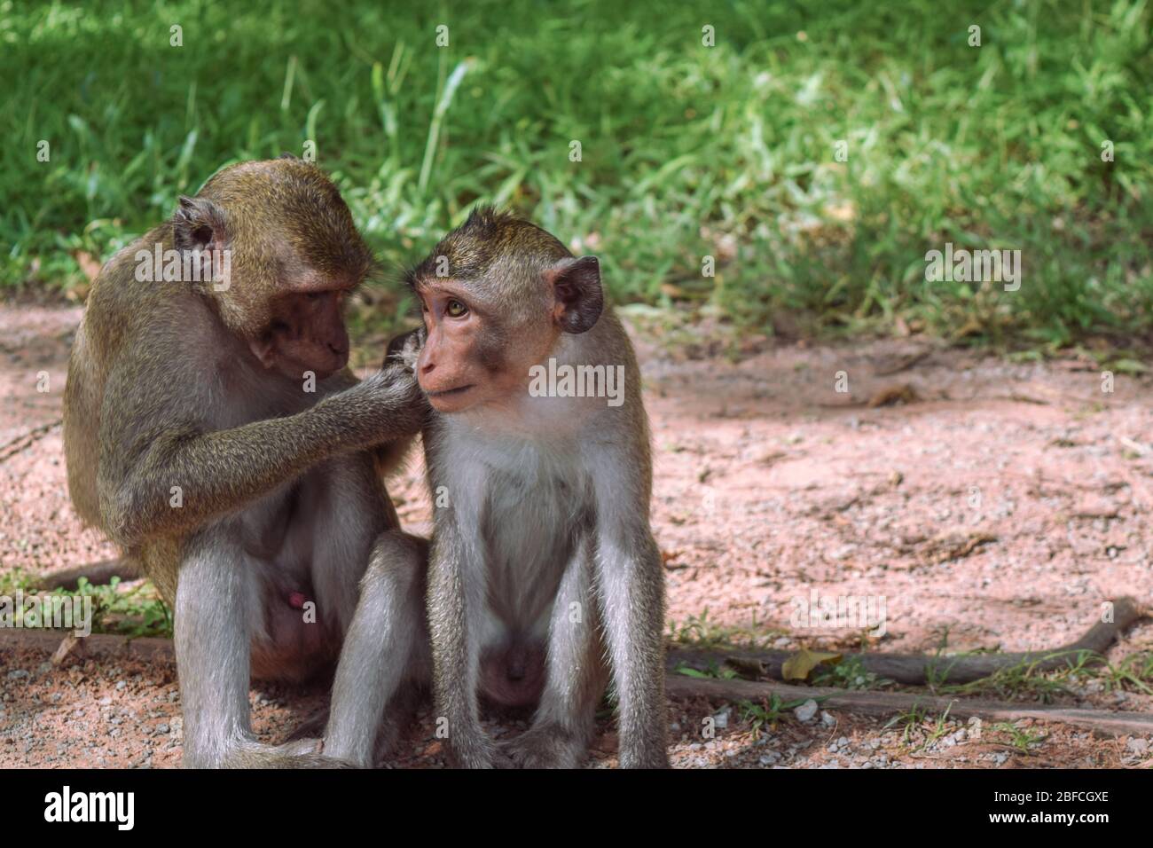 Un singe cueille la fourrure d'un autre à Angkor Wat Banque D'Images