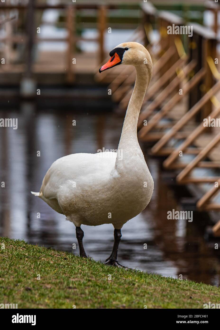 le cygne blanc muet sur la rive du lac pose pour les photographes et les amoureux de la nature Banque D'Images