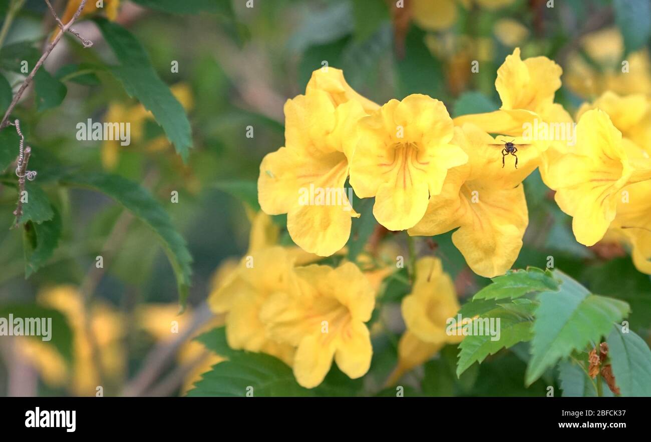 Fleurs jaune vif. Arrière-plan de la nature avec espace de copie. Banque D'Images