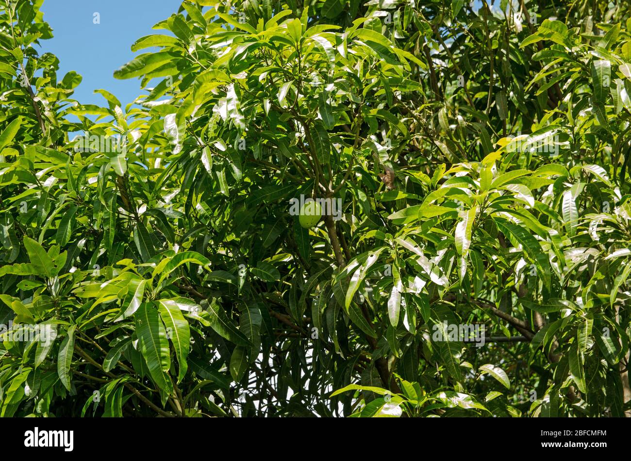 Gros fruits à la mangue qui poussent sur un arbre à Tobago. Banque D'Images