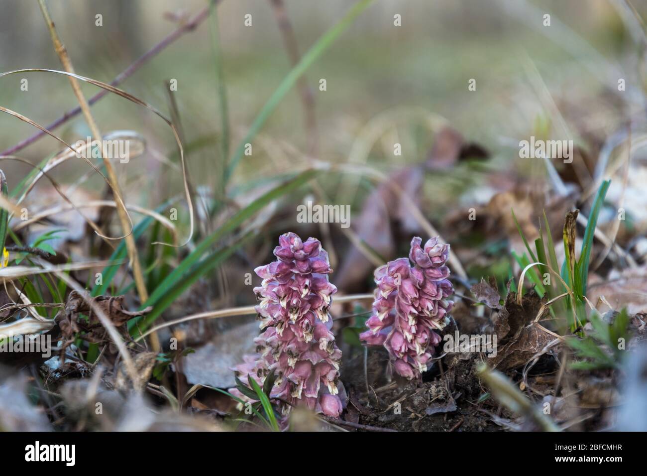 La fleur de Toothwort parasite se ferme dans une image à angle bas du sol forestier Banque D'Images