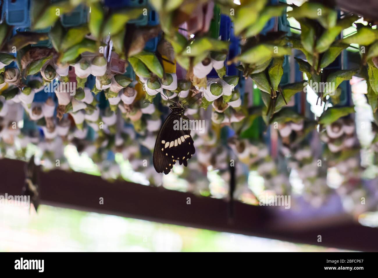 Papillons nouveau-nés dans le jardin des papillons de Bali Banque D'Images