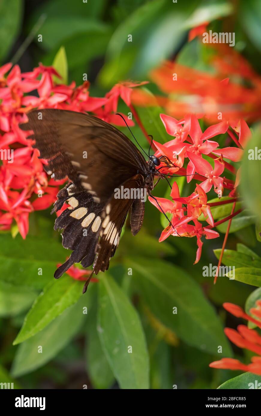 Common Mormon - Papilio polytes, beau grand papillon noir des prés et des bois d'Asie du Sud-est, Malaisie. Banque D'Images