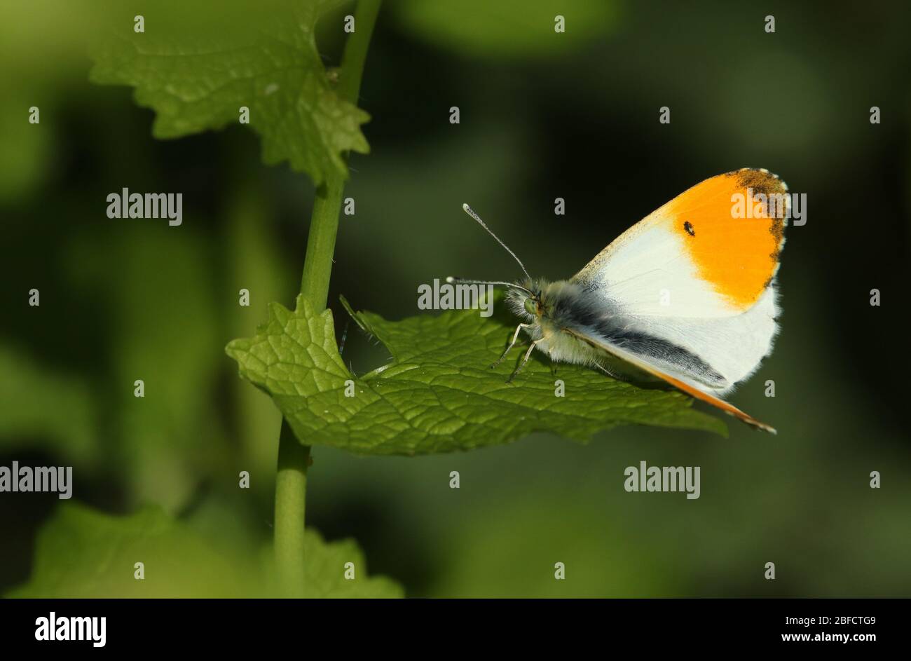 Papillon à pointe orange, Anthocharis cardamines, perché sur une feuille de moutarde à l'ail au printemps. Banque D'Images