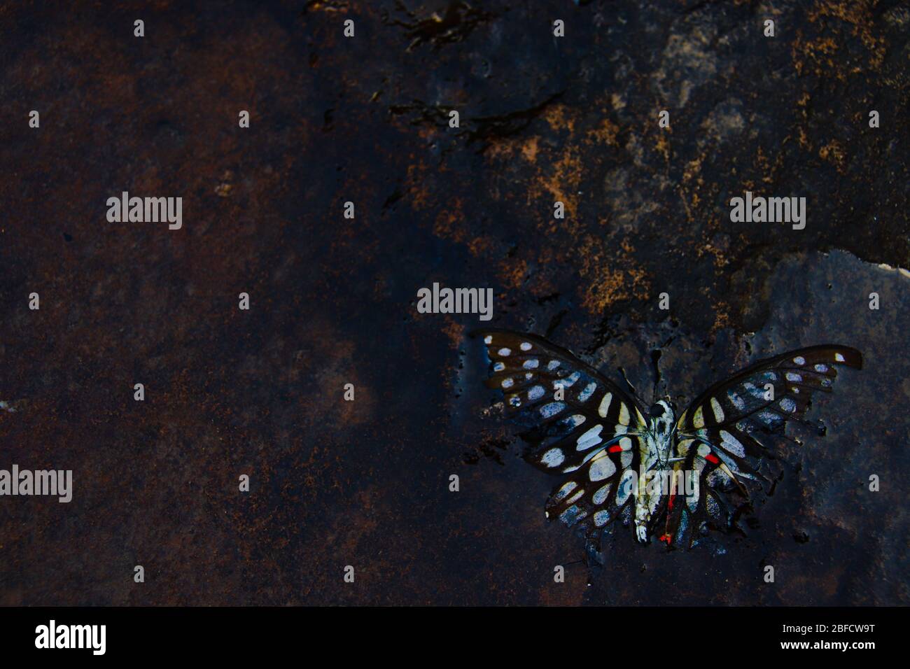 Photo conceptuelle d'un papillon mort dans l'eau montrant le concept de maladie mentale comme la dépression et le suicide pendant l'écluse bas Banque D'Images