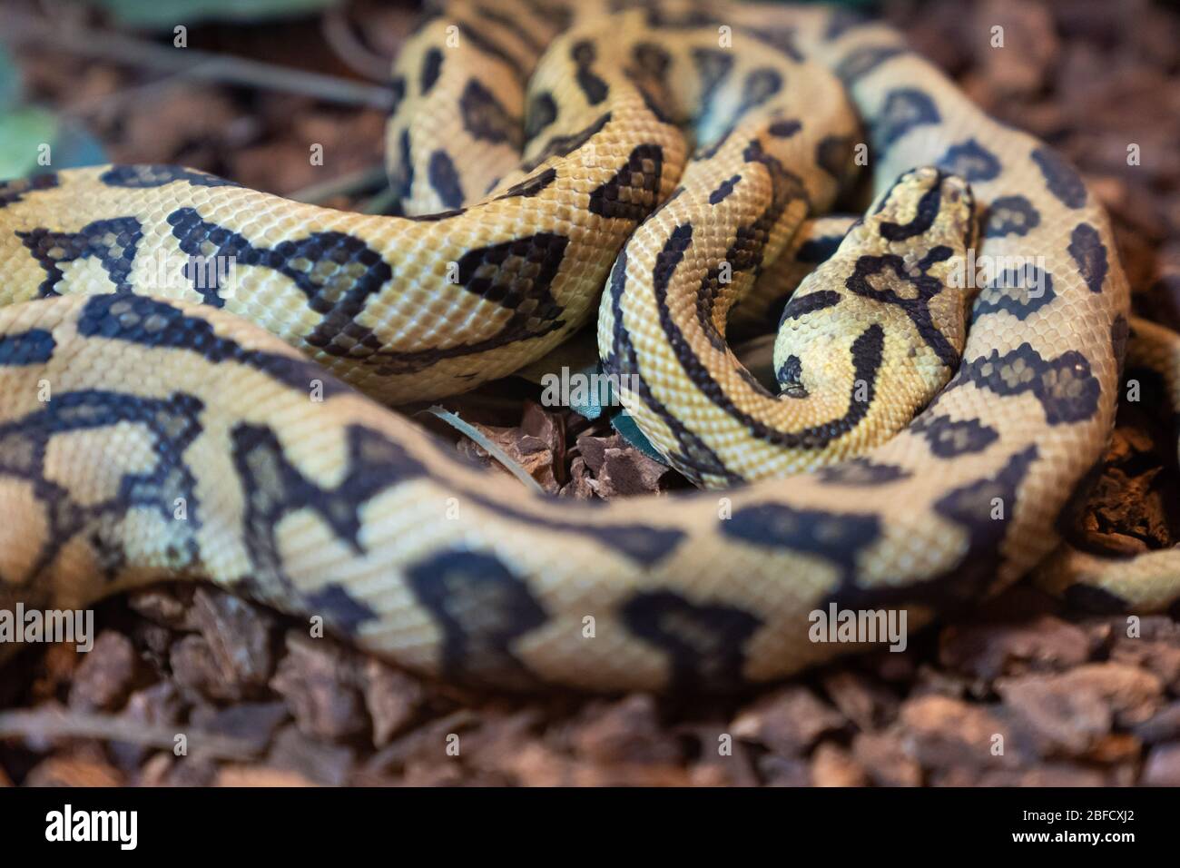 Grand serpent jaune dormant sur fond de nature. Banque D'Images