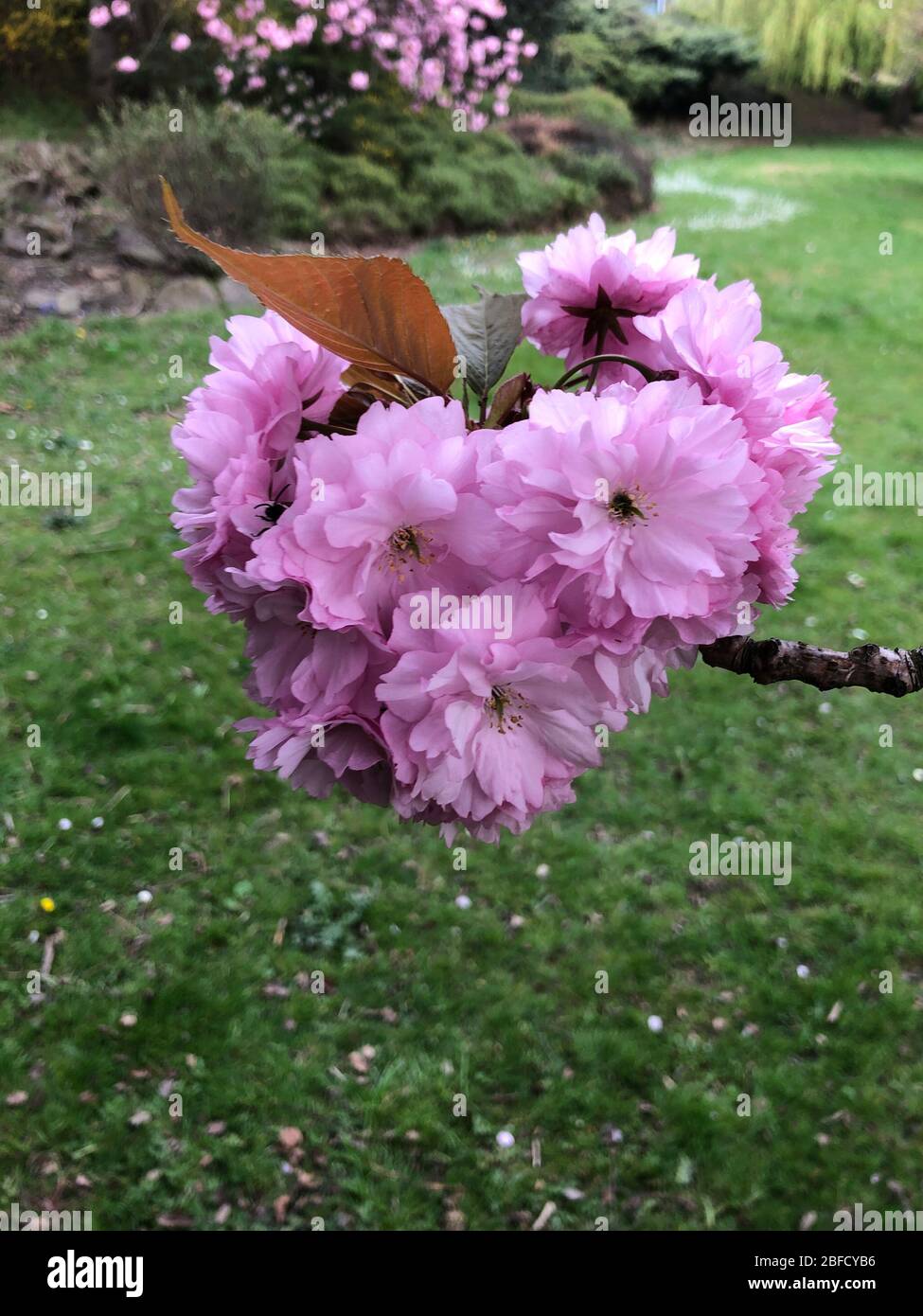 Fleurs d'été South Yorkshire Garden of England Banque D'Images