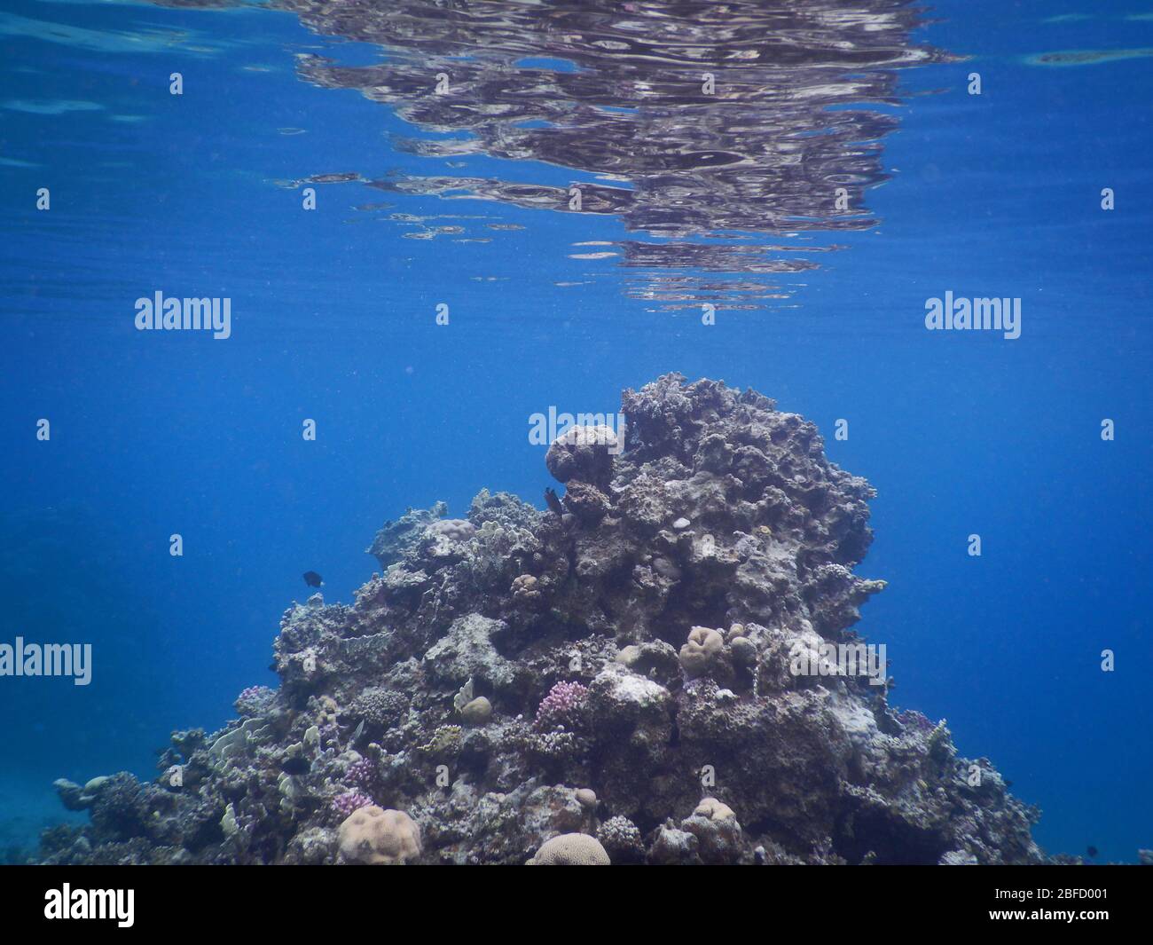 Écosystème Coral Reef Banque D'Images