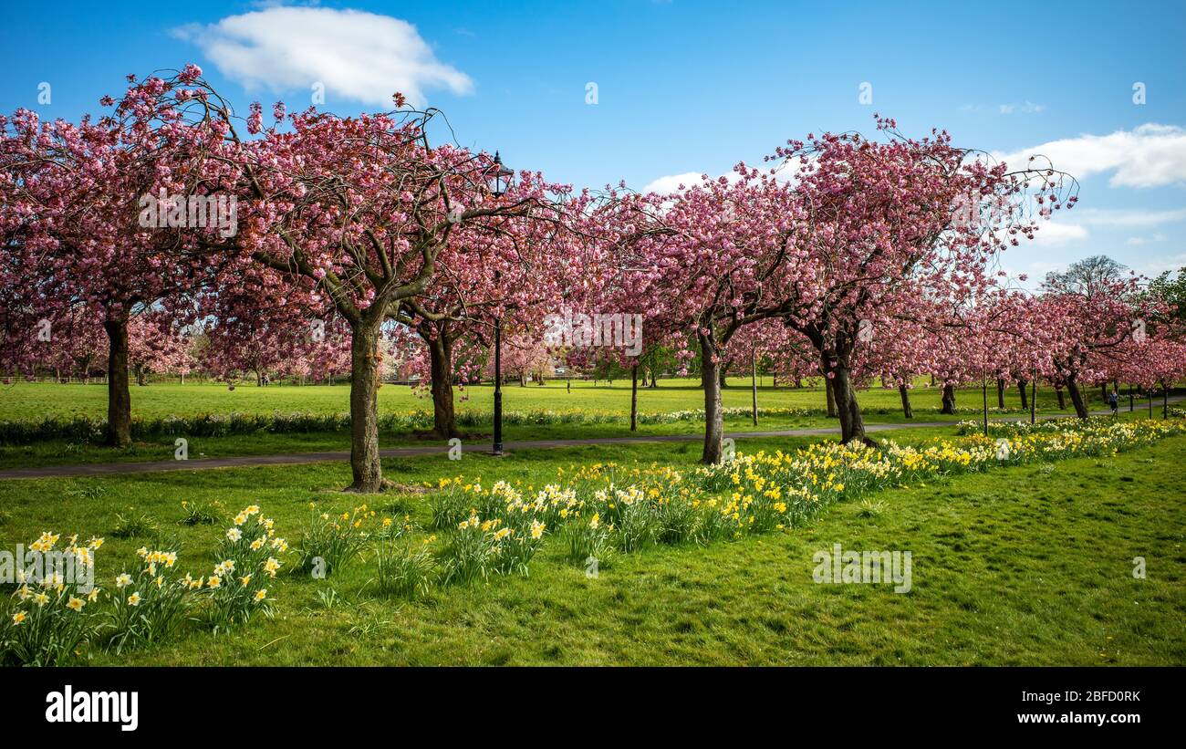 Avenue des arbres de cerisier, Harrogate, Yorkshire du Nord Banque D'Images