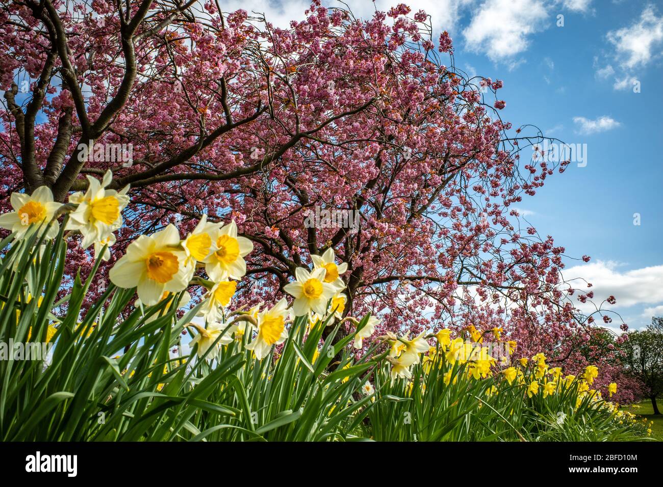 Jonquilles et cerisiers à Harrogate, dans le Yorkshire du Nord Banque D'Images
