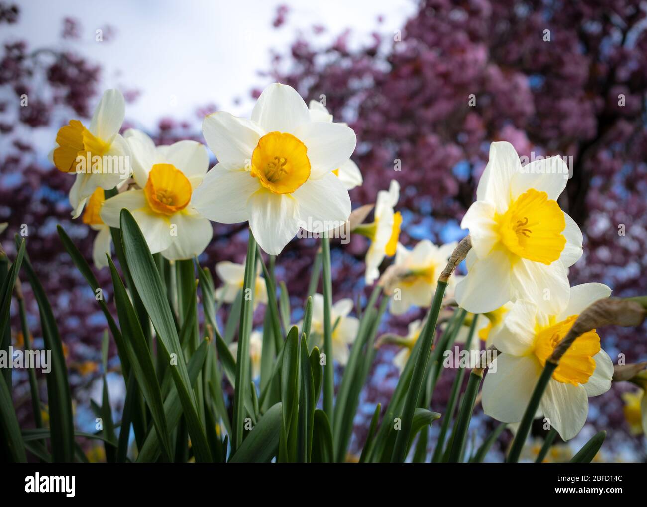 Jonquilles blanches et jaunes avec fond de cerisier Banque D'Images