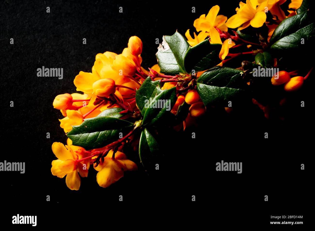 Fleurs et feuilles de houx jaunes d'Orange Banque D'Images