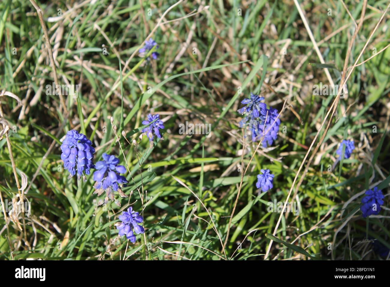 Jardin d'Angleterre Banque D'Images