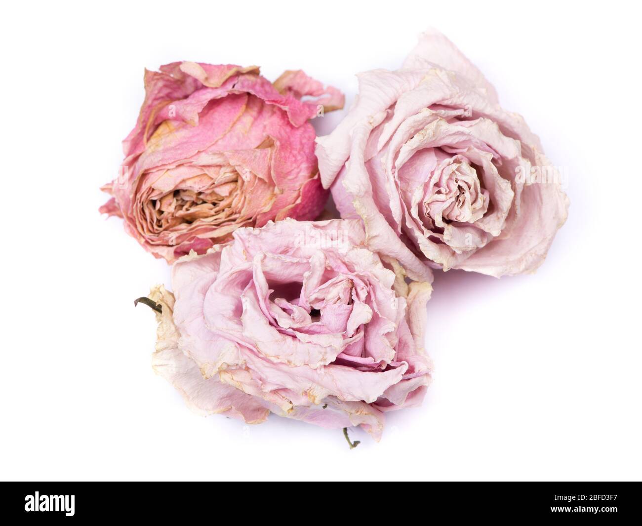 Bourgeons de rose secs isolés sur fond blanc Banque D'Images