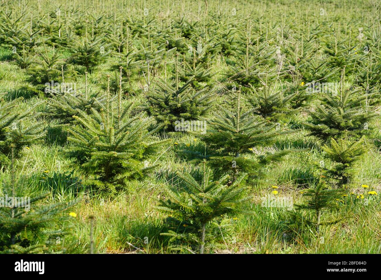 Pépinière de plantes pour les arbres de conifères, plantes rondes qui poussent dans l'environnement naturel. Planter de jeunes arbres comme mesure contre la déforestation. Banque D'Images