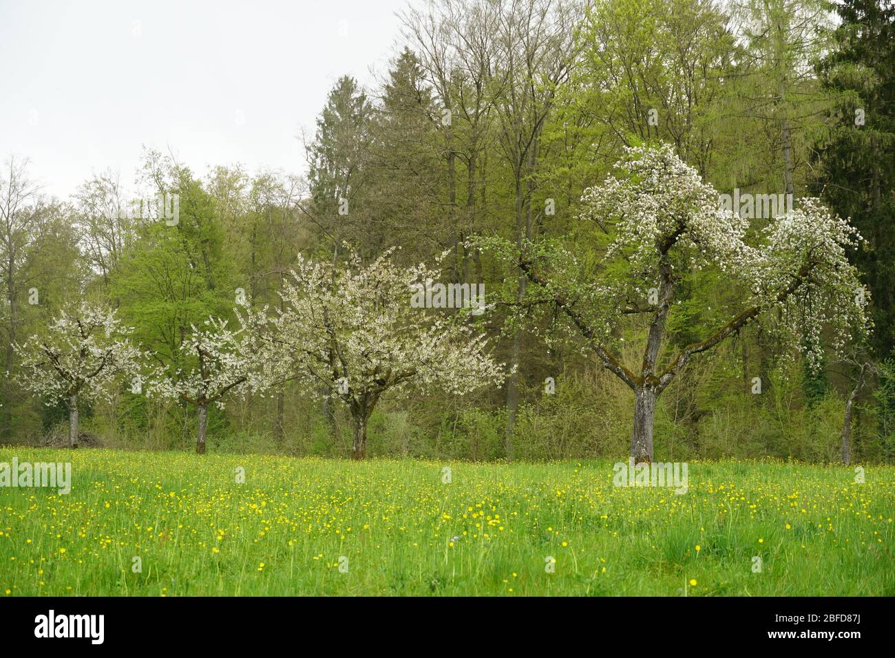 arbres en fleurs blanches au printemps, un groupe d'arbres au bord d'un pré avec de l'herbe verte fraîche et vive pleine de dandélions jaunes Banque D'Images