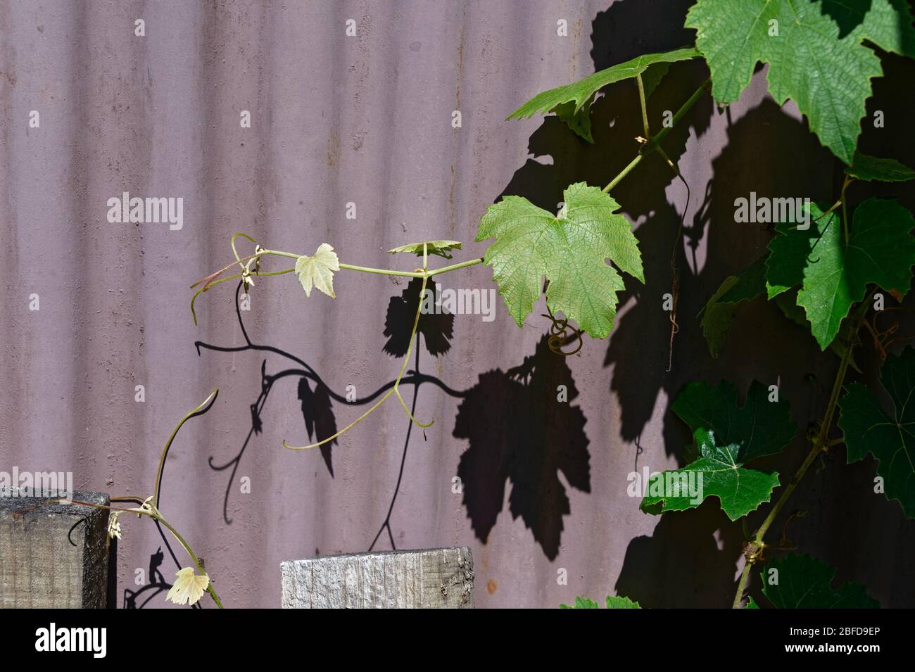 Une vigne jette des ombres sur une clôture en fer ondulé Banque D'Images