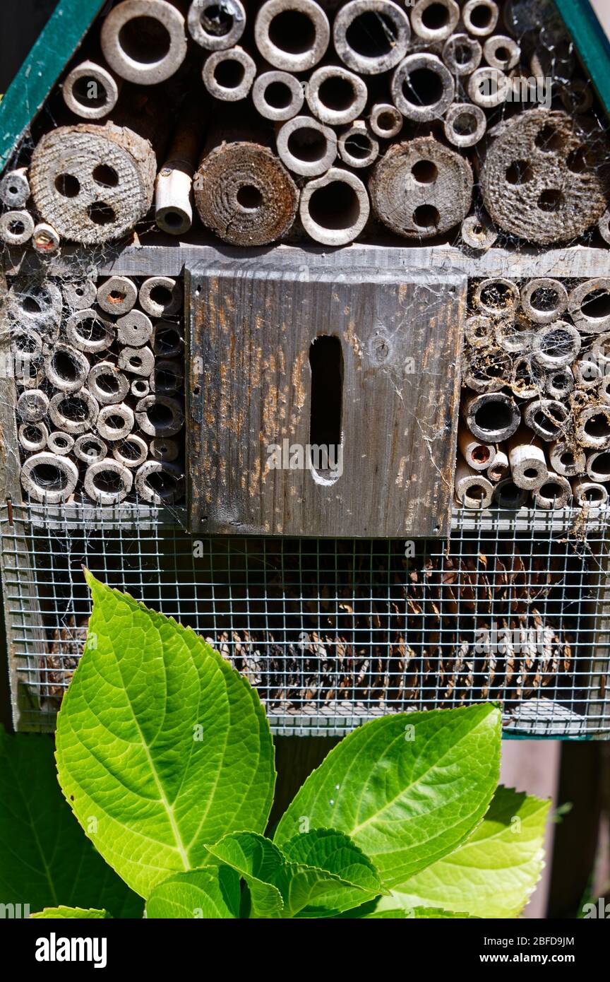 Aider la biodiversité dans le jardin en fournissant une maison d'insectes pour les insectes à plus de l'hiver et se cacher. Banque D'Images