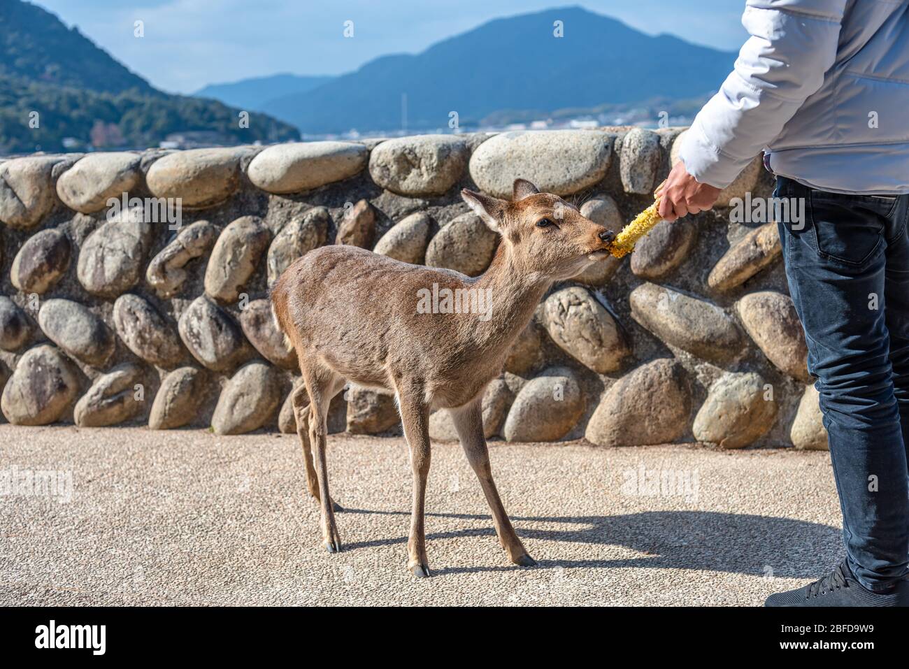Deer détendez-vous au soleil dans le Miyajima en vacances de l'année japonaise Hatsumode. Ici, les déers sont librement roaming autour de l'île Banque D'Images