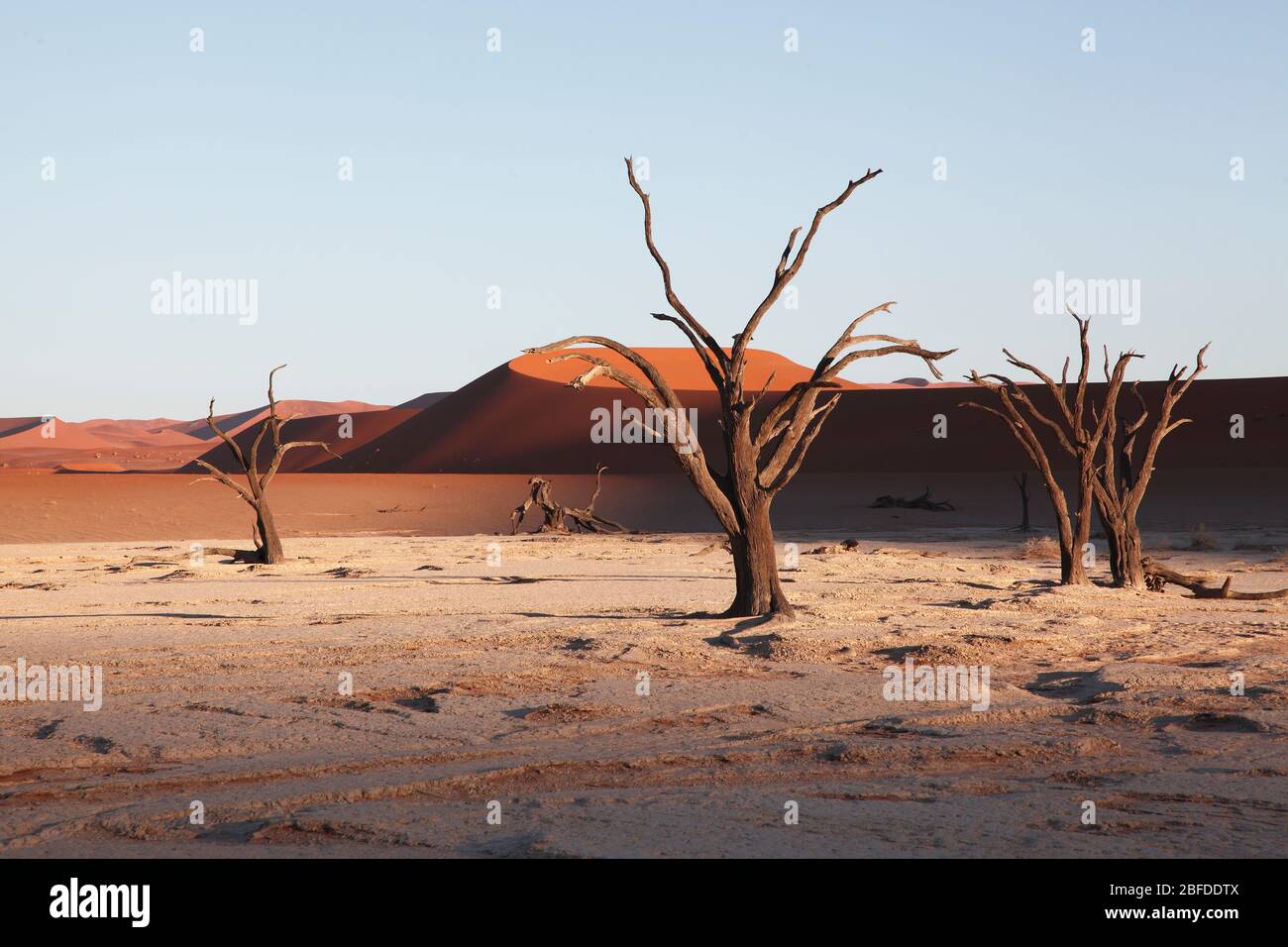 Les anciens arbres à camélépine se trouvent sur le sol argenté de Dead Vlei, au milieu des dunes de sable de Sossusvlei dans le sud de la Namibie Banque D'Images