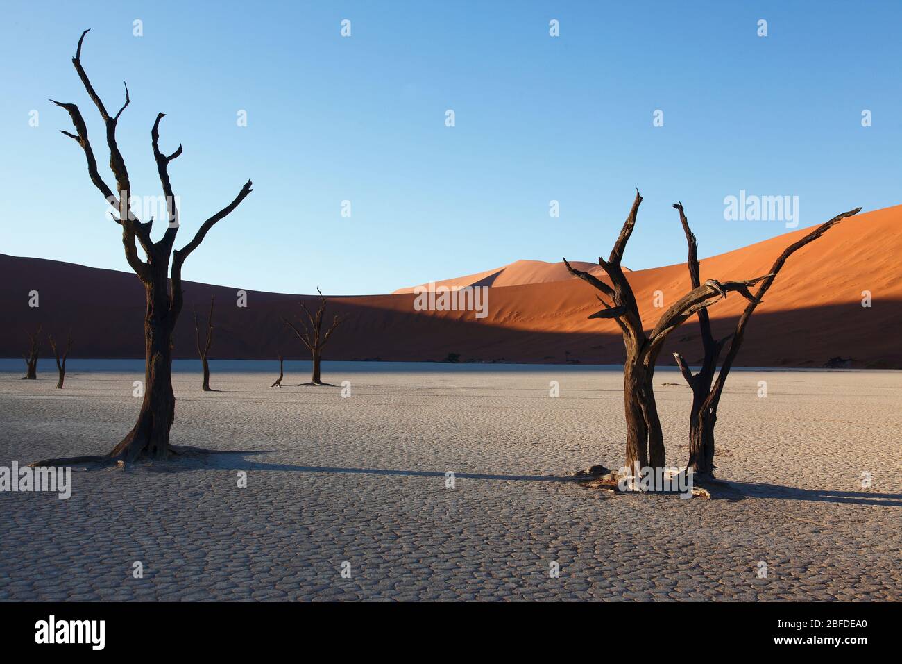 Les anciens arbres à camélépine se trouvent sur le sol argenté de Dead Vlei, au milieu des dunes de sable de Sossusvlei dans le sud de la Namibie Banque D'Images