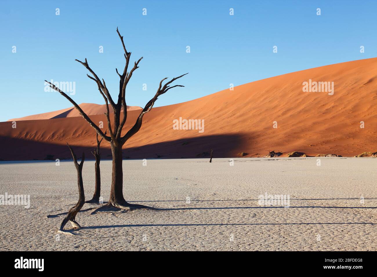 Les anciens arbres à camélépine se trouvent sur le sol argenté de Dead Vlei, au milieu des dunes de sable de Sossusvlei dans le sud de la Namibie Banque D'Images