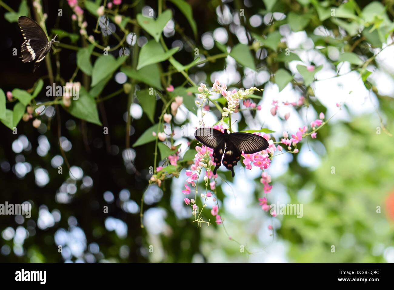 Papillon nouveau-né assis sur une fleur Banque D'Images