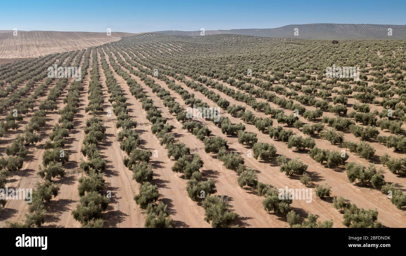 La culture écologique d'oliviers dans la province de Jaen, Espagne Banque D'Images