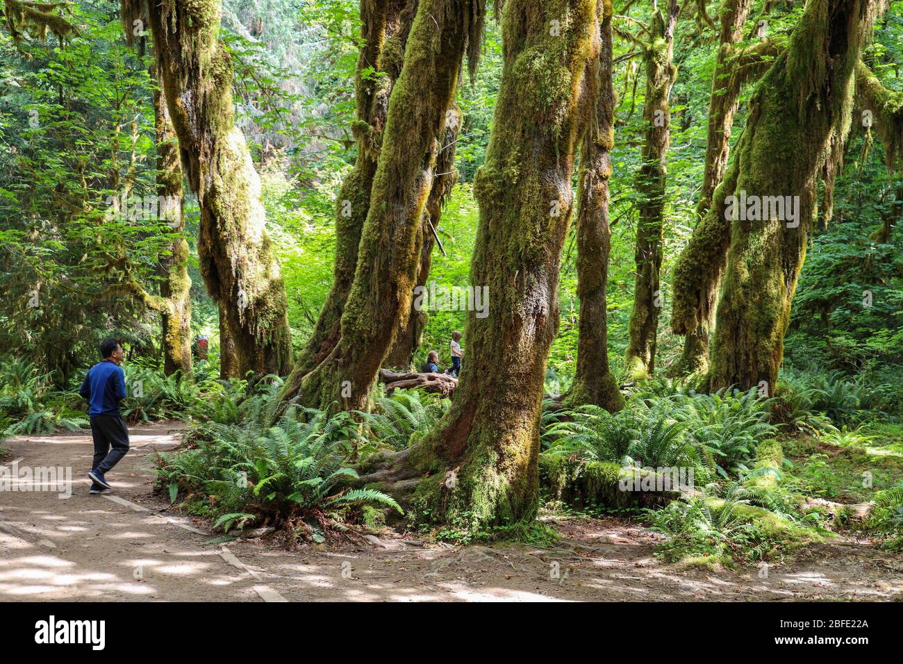 La salle de la piste des Mosses dans la forêt tropicale de Hoh du Parc National Olympique est bordée d'arbres anciens, principalement des temples de bifeuilles et des sruces de Sitka drapées en Mo Banque D'Images