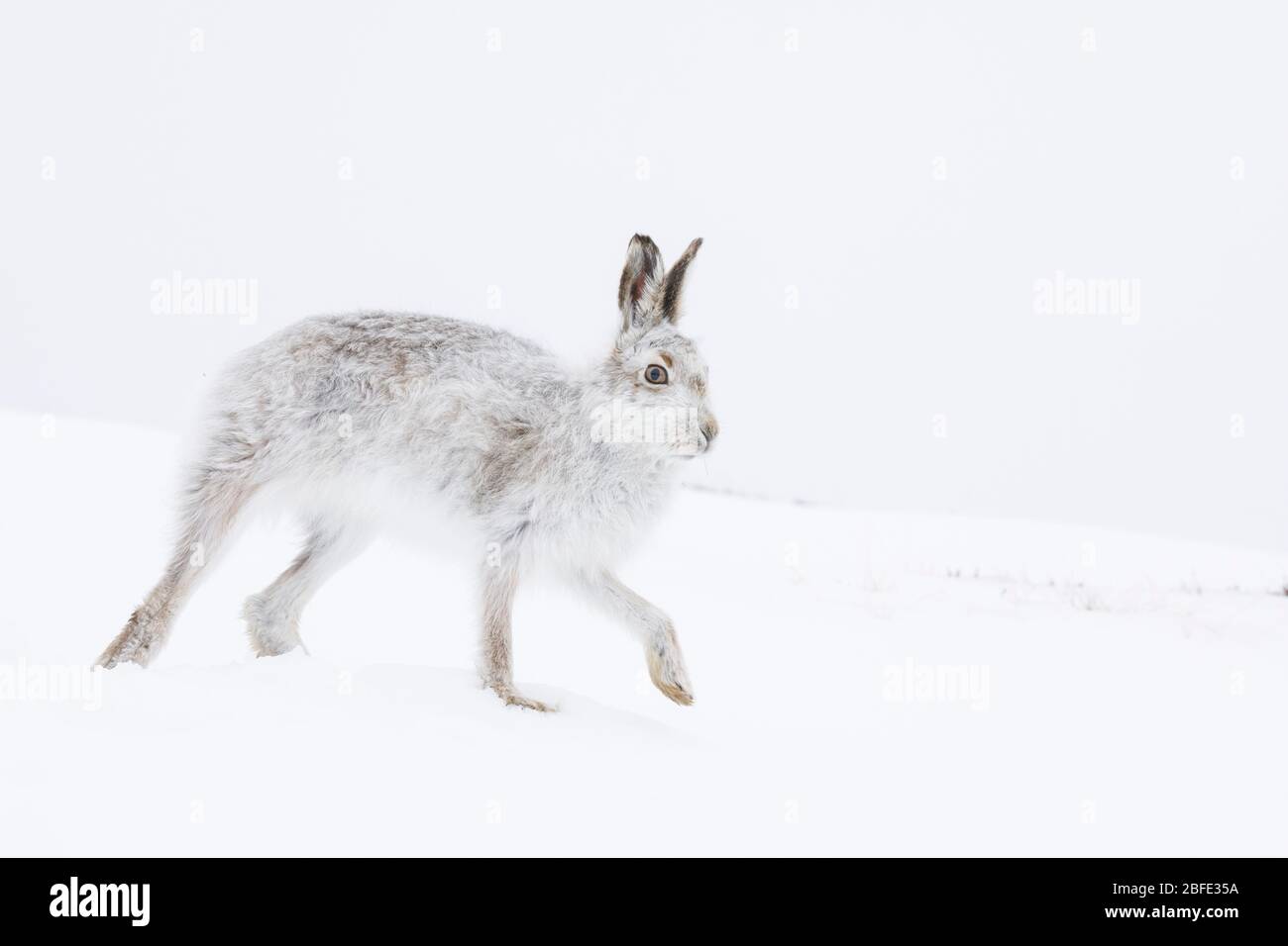 Lièvre d'Amérique (lepus timidus). Parc national de Cairngorms. Ecosse Banque D'Images