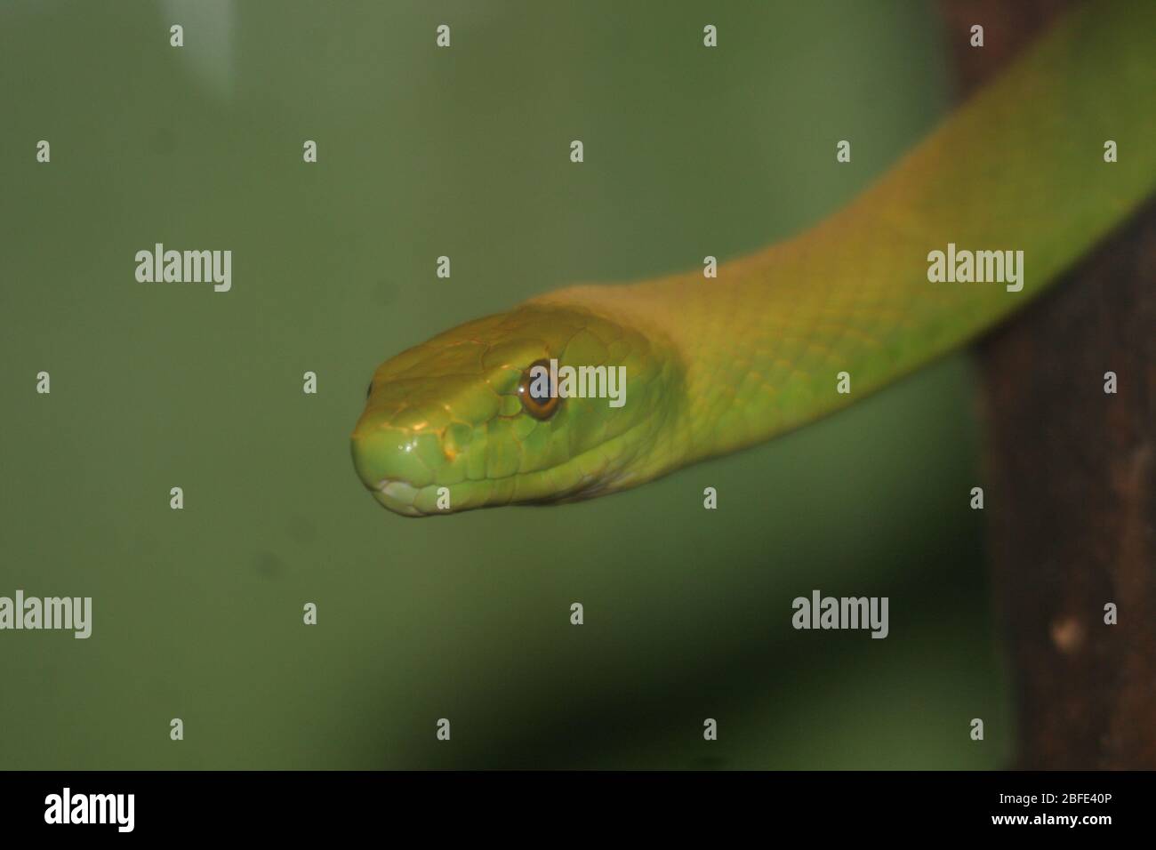 Green Mamba orientale Banque D'Images