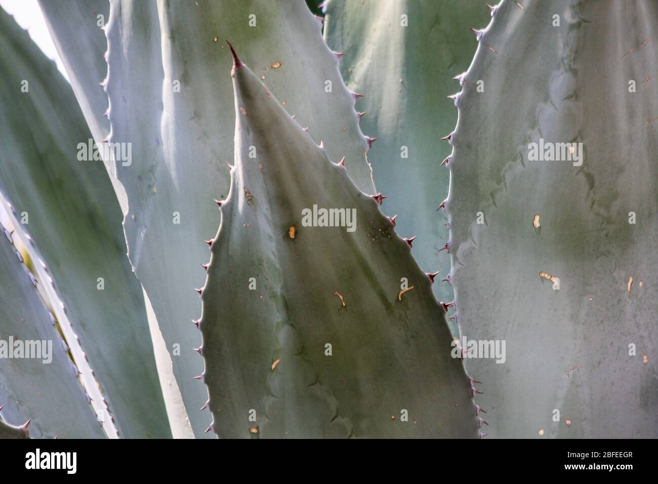 Plante agave avec des feuilles nettes charnues en pleine croissance sauvage dans aride Nouveau-Mexique, États-Unis. Les feuilles du genre monocots ont des dents marginales coupantes Banque D'Images