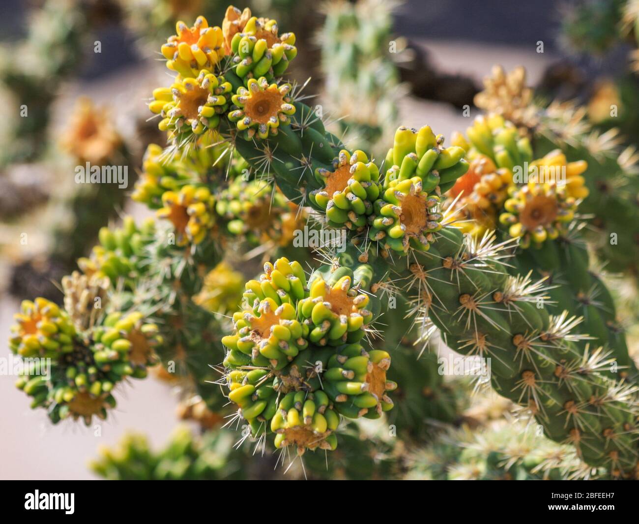 Fruit de Cane Cholla cactus croissant sauvage dans le désert, Nouveau-Mexique, États-Unis d'Amérique. 'Cylindropuntia spinosion' fruit jaune-vert à fleurs Banque D'Images