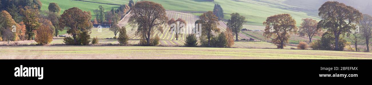 Champs arables d'angus en automne, panoramique Banque D'Images