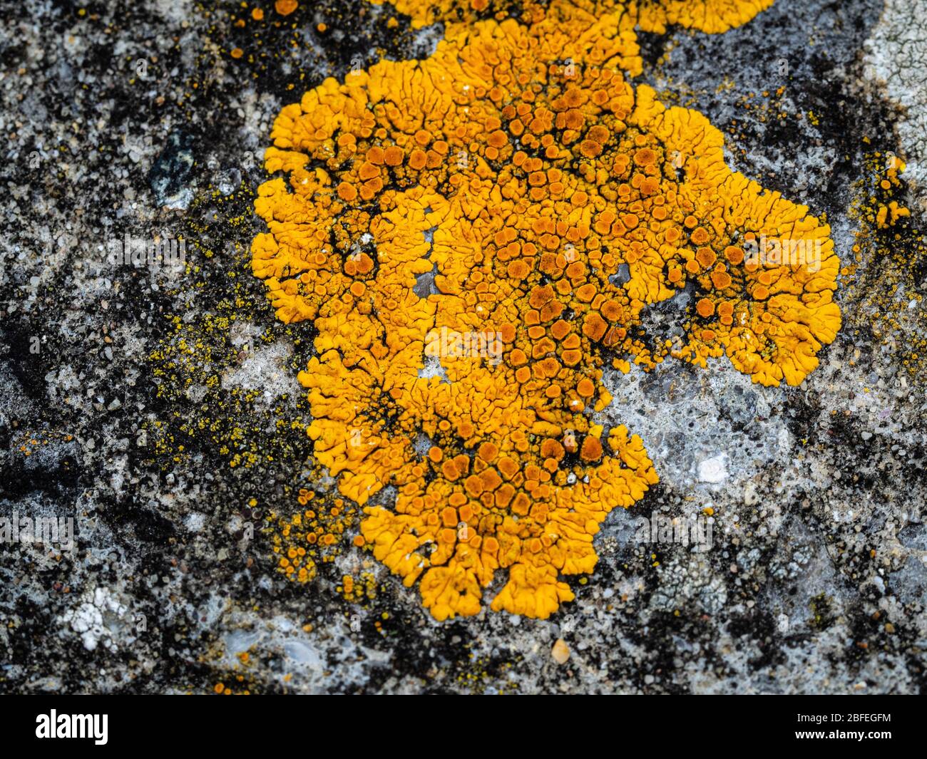 Lichen jaune sur la surface des défenses de mer en béton Banque D'Images