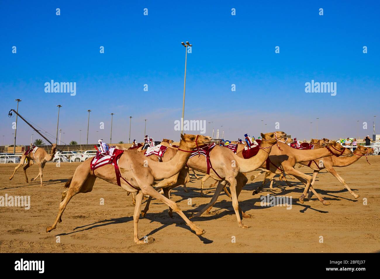 Course traditionnelle de dromaderie de chameaux à Ash-Shahaniyah au Qatar avec des robots au lieu de jockey Banque D'Images