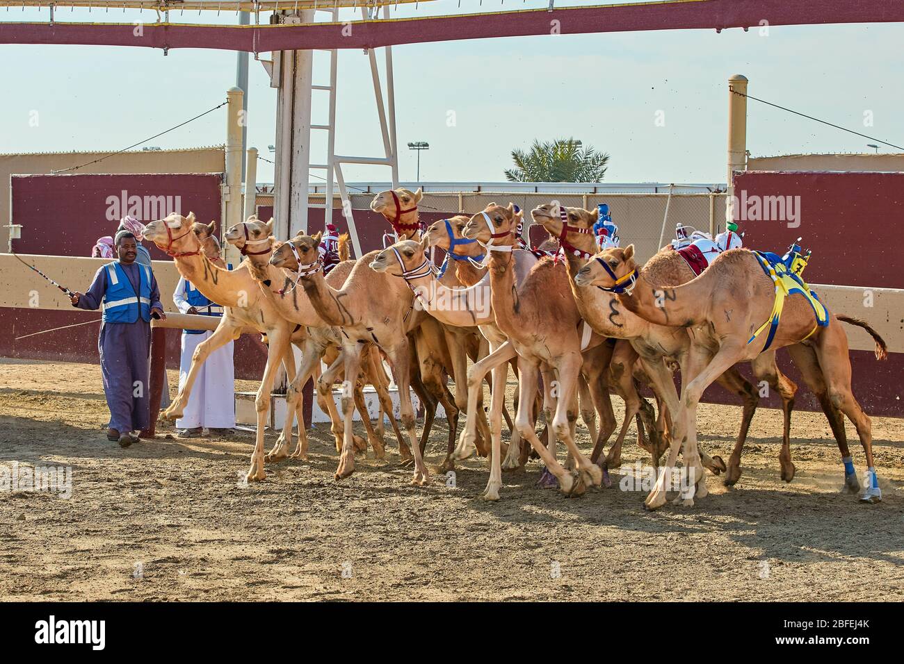 Ash-Shahaniyah Qatar -27 décembre 2019 : course traditionnelle de dromadery à dos de chameau avec des robots au lieu de jockey Banque D'Images