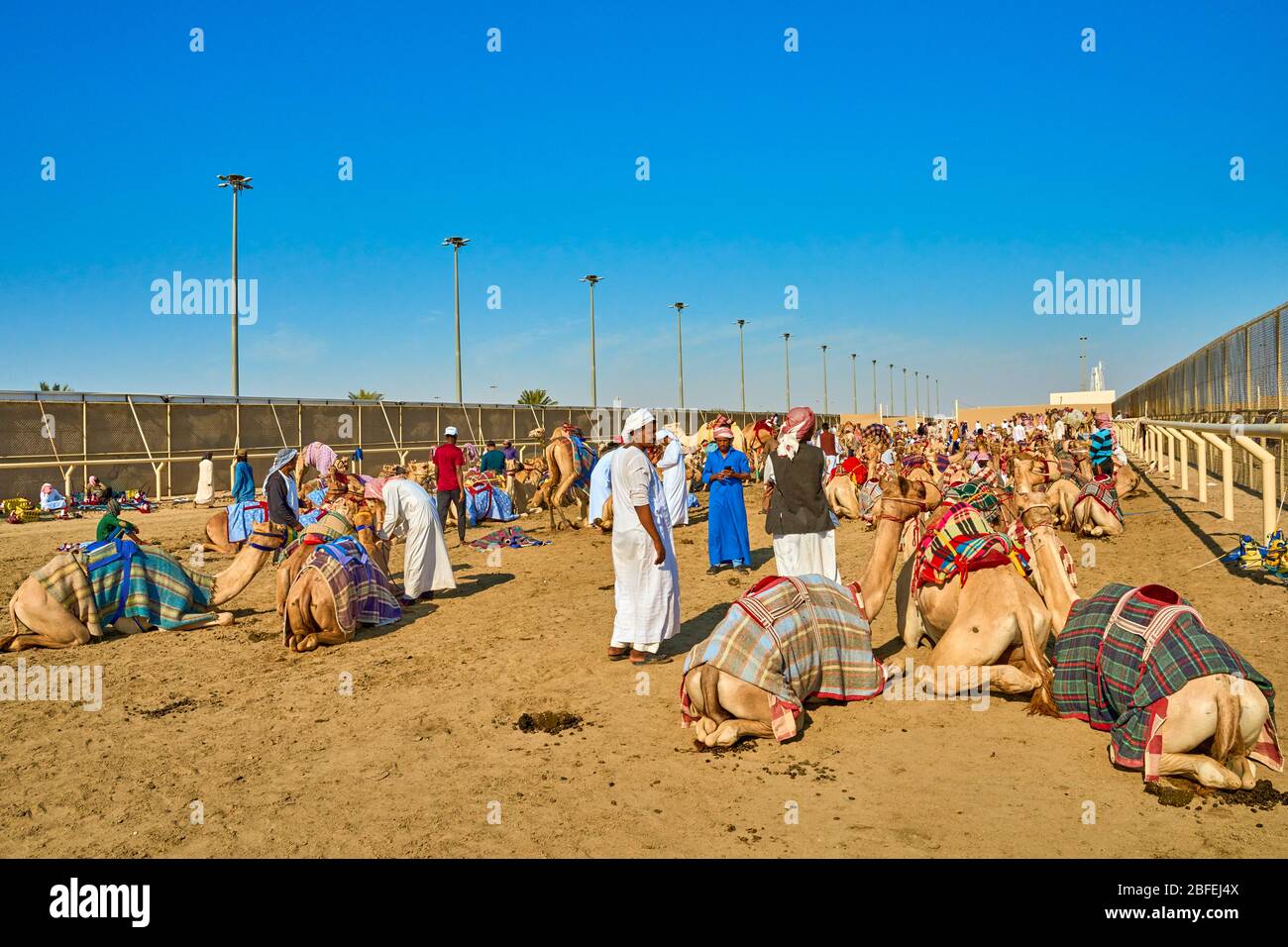 Ash-Shahaniyah Qatar -27 décembre 2019 : course traditionnelle de dromadery à dos de chameau avec des robots au lieu de jockey Banque D'Images
